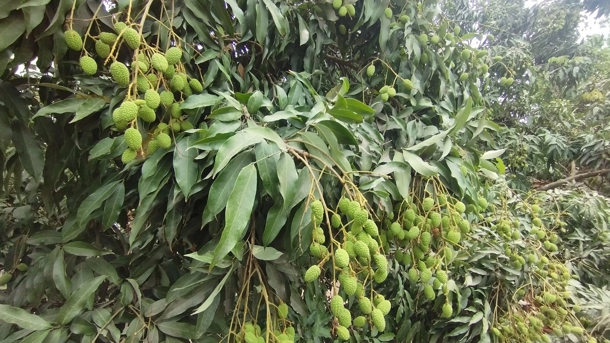 দিনাজপুরে লিচু চাষ : হাজার কোটি টাকা বিক্রির আশা