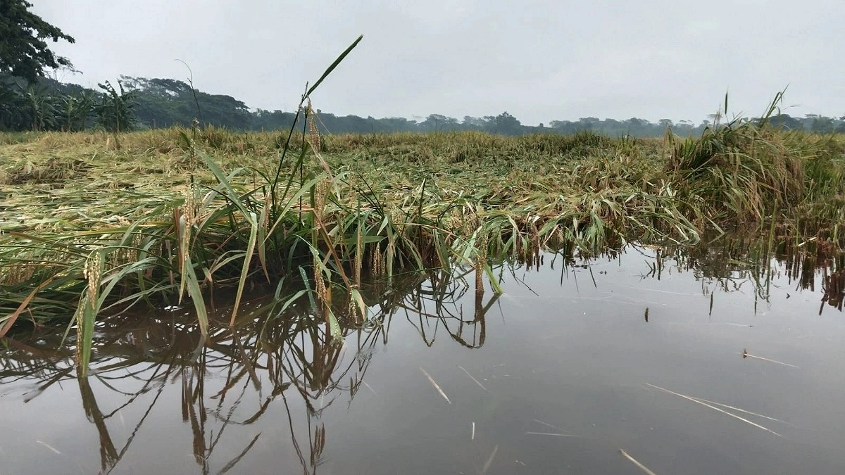 ঝালকাঠিতে কালবৈশাখী ও বৃষ্টিতে ডুবছে বোরো ধান