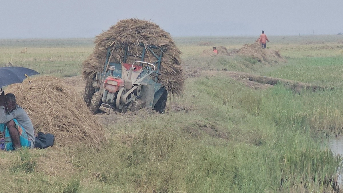 হাওরে ধান কাটার চেয়ে কঠিন ঘরে তোলা
