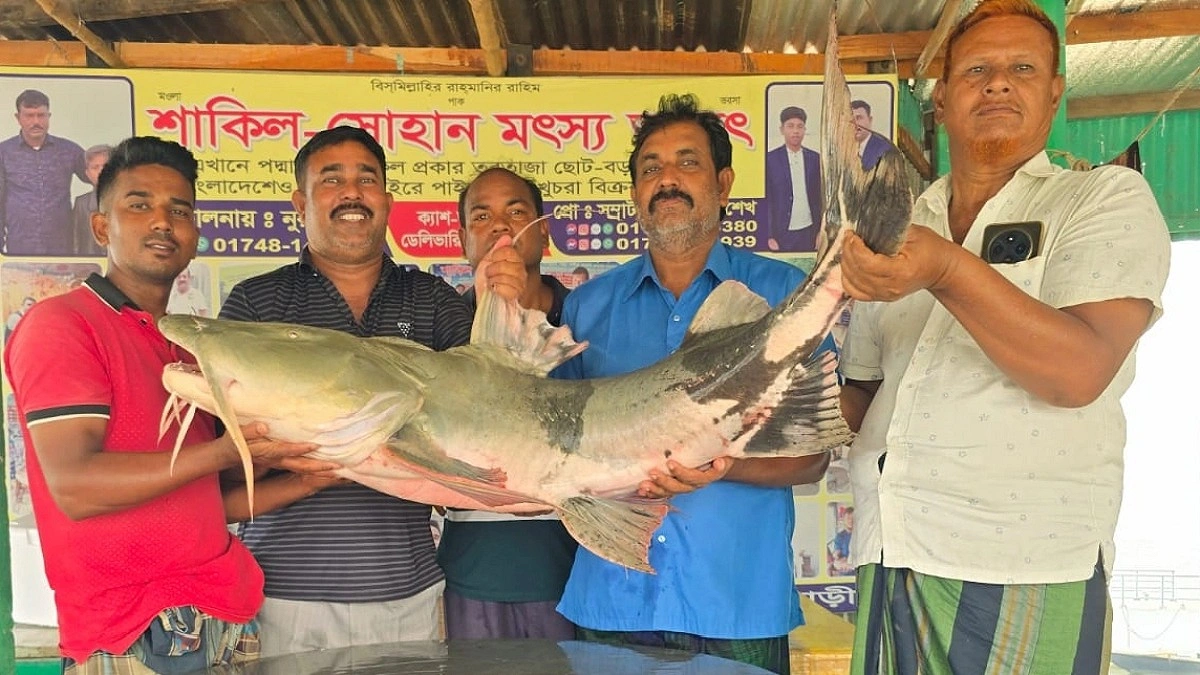 পদ্মায় জেলের জালে ৩৫ কেজির বাঘাইড়, বিক্রি ৬৬ হাজারে