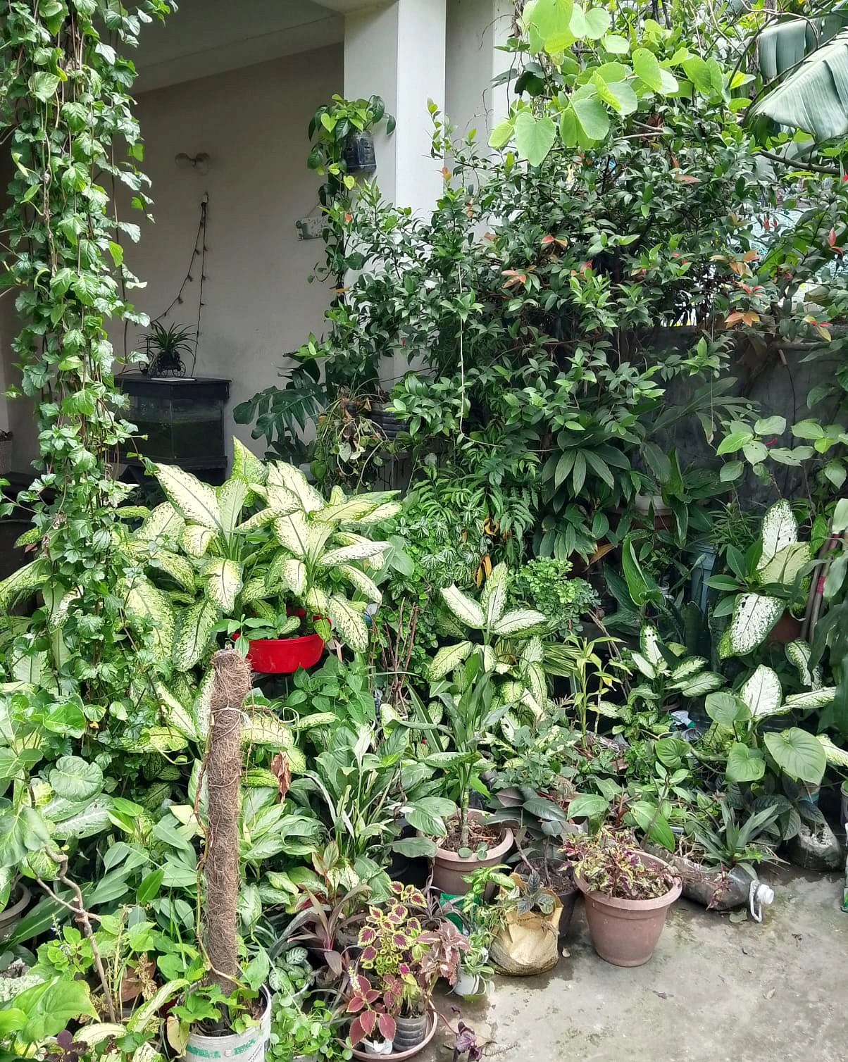 পাতাবাহারের বৈচিত্র্যে ভরা এই ছাদ যেন ছোট্ট এক উদ্ভিদ জাদুঘর।