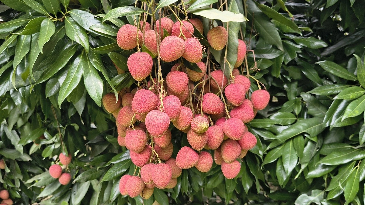 মেহেরপুরে লিচু সংগ্রহ শুরু, ৬৫ কোটি টাকার বাজারের আশা