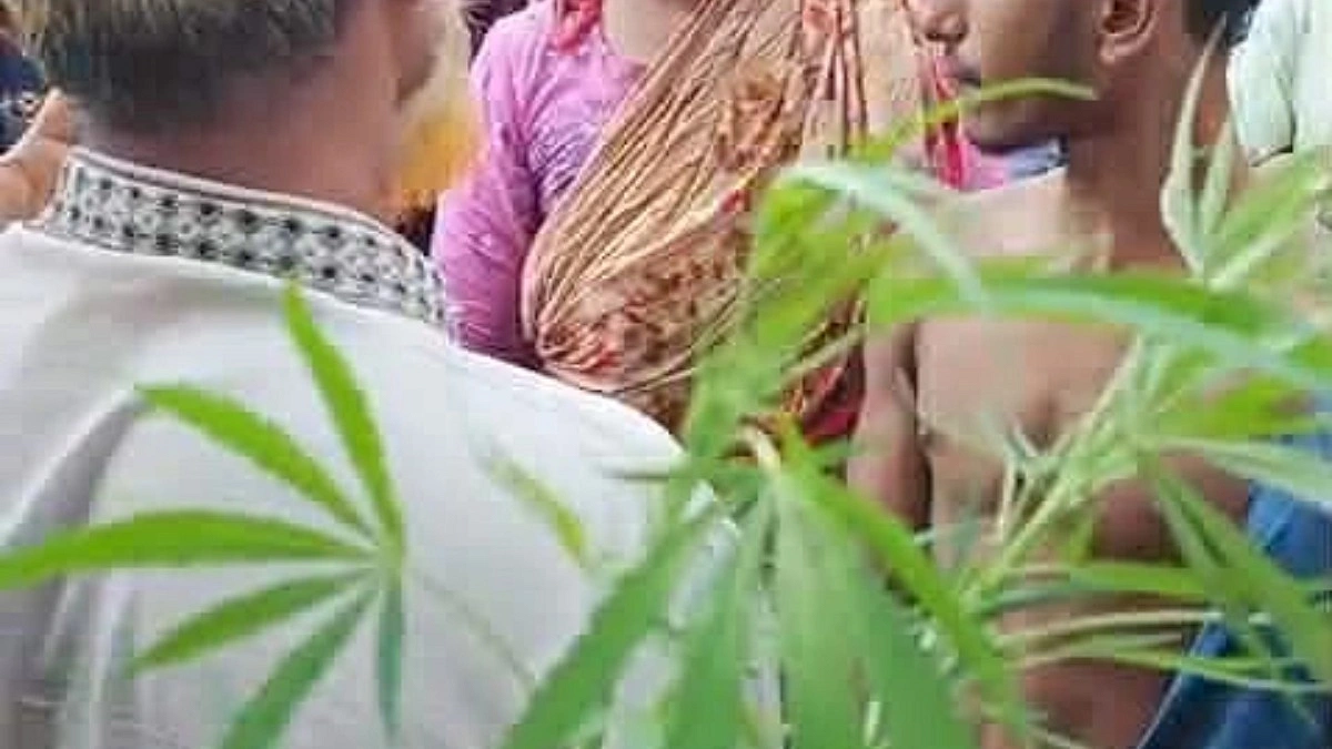 বাড়ির আঙিনায় গাঁজা চাষ করত কিশোর!