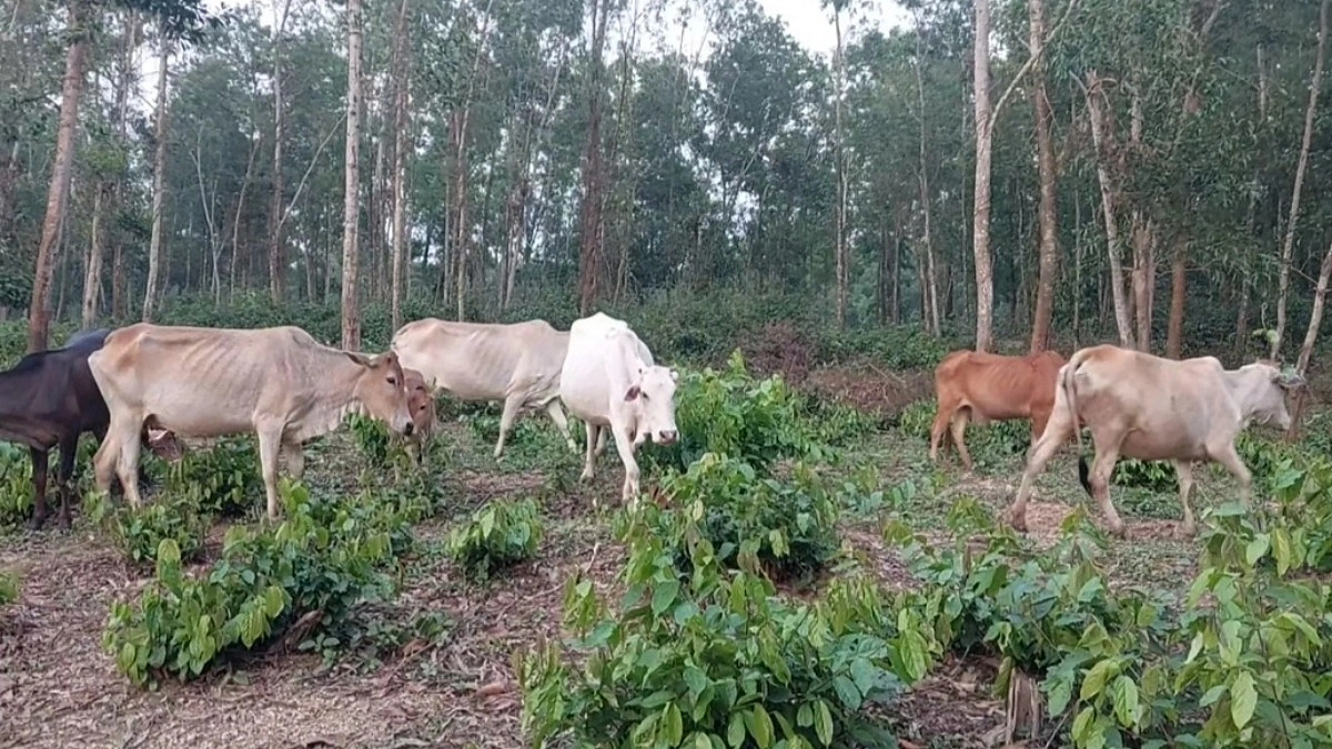 কোরবানির হাটে গারো পাহাড়ের গরু!