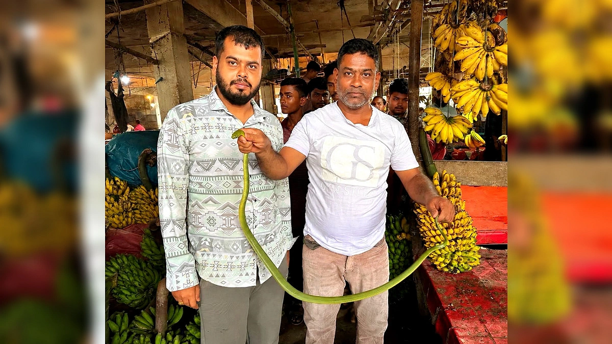 কলার দোকান থেকে সবুজ ফণিমনসা উদ্ধার