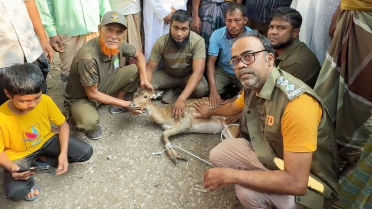কুকুরের ধাওয়া খেয়ে লোকালয়ে হরিণ