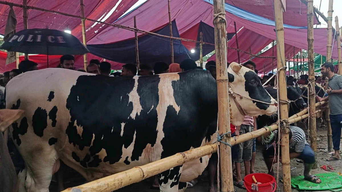 হাট মাতাচ্ছে ‘মুসাফির’, ৫ লাখ টাকার ষাঁড়কে ঘিরে ক্রেতাদের ভিড়