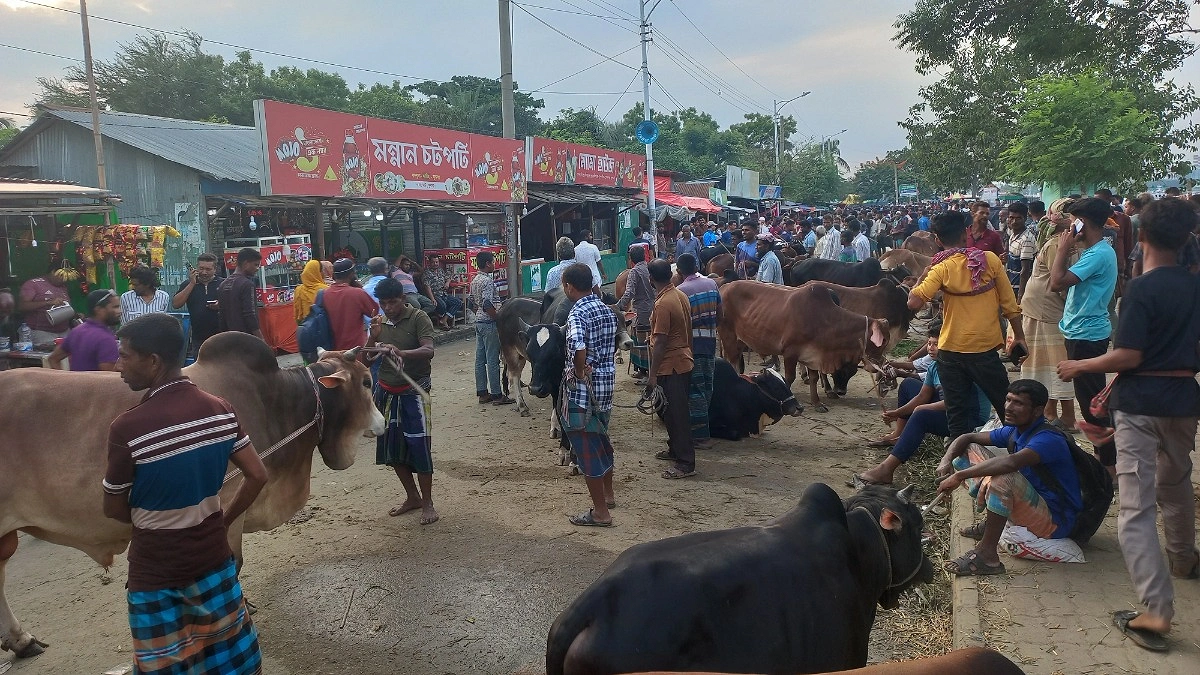 সাত দিনে এক পশুর হাট থেকেই ২ কোটি ১৫ লাখ হাসিল আয় করল কেসিসি