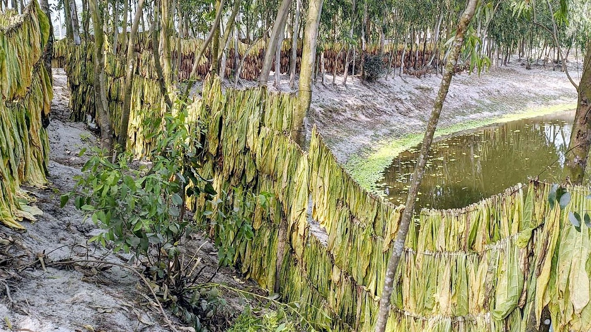 এখনও তামাকের বৃত্তেই বন্দি রংপুর
