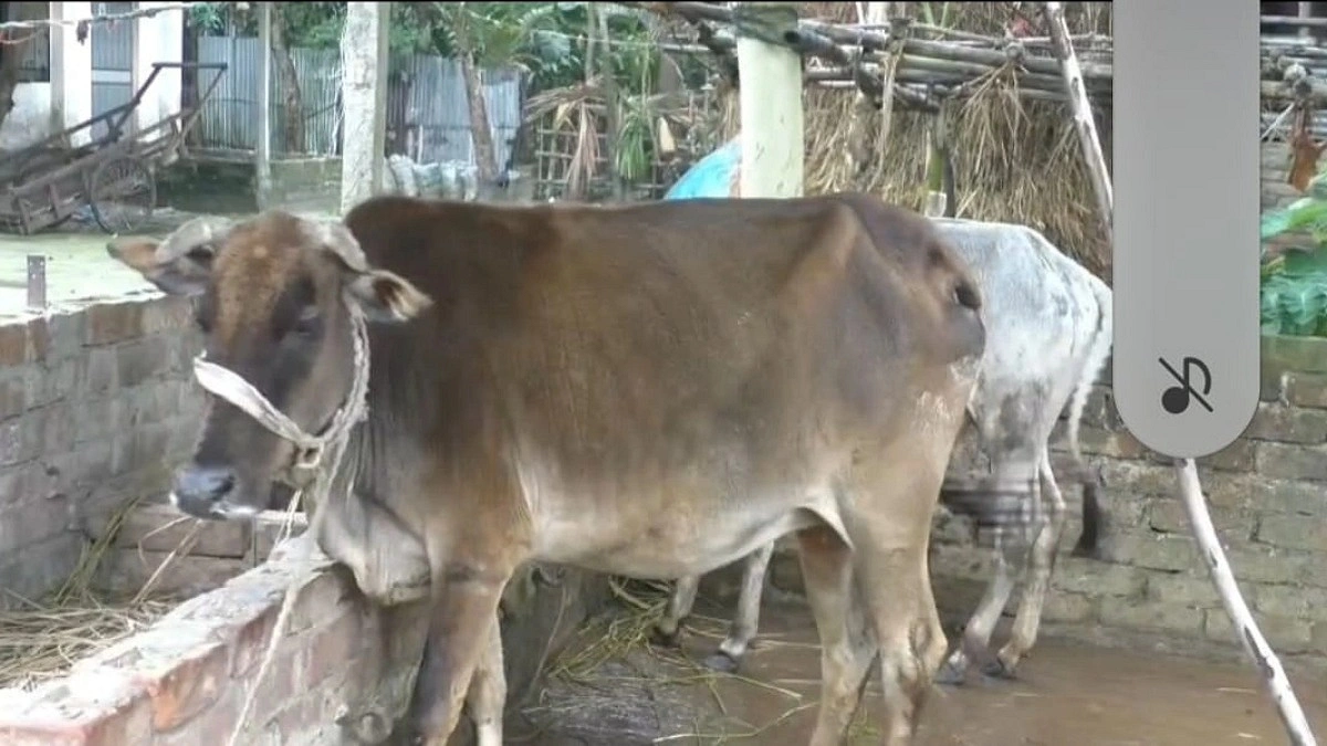 কুড়িগ্রামে খুরা রোগে ৯ গরুর মৃত্যু, আক্রান্ত আড়াই শতাধিক