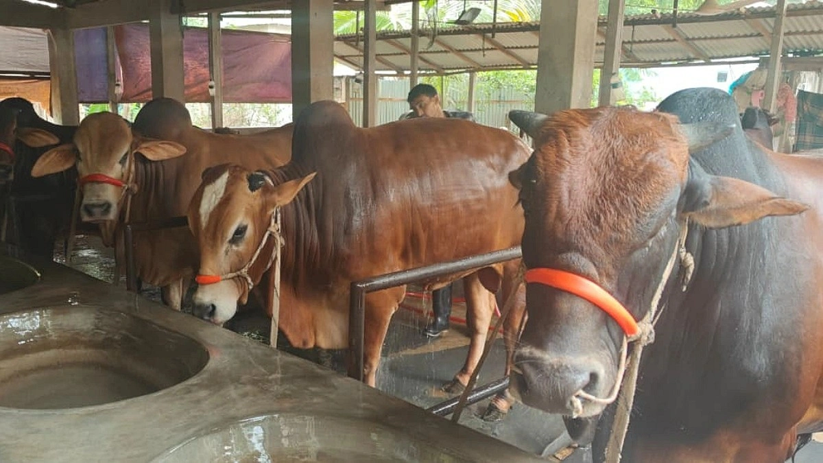 গাজীপুরে কোরবানির পশুর ঘাটতি ২৯ হাজার, ভরসা বাইরের জেলায়