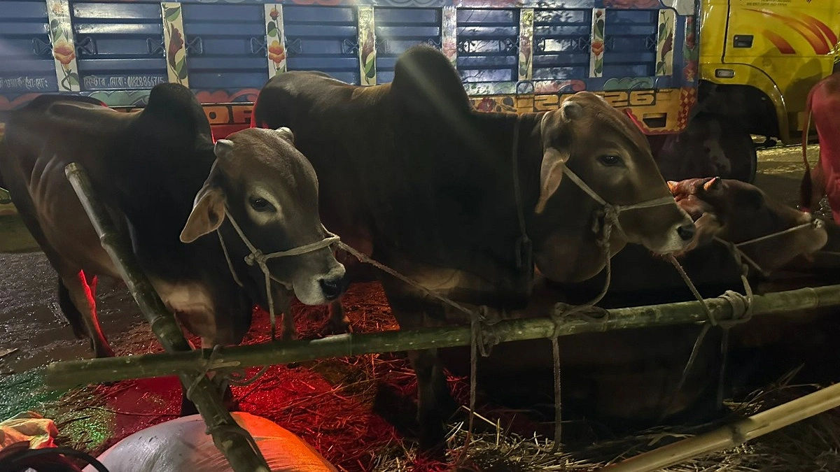 শেষ সময়ে ২০ থেকে ৫০ হাজার টাকা কম দামে মিলছে কোরবানির গরু