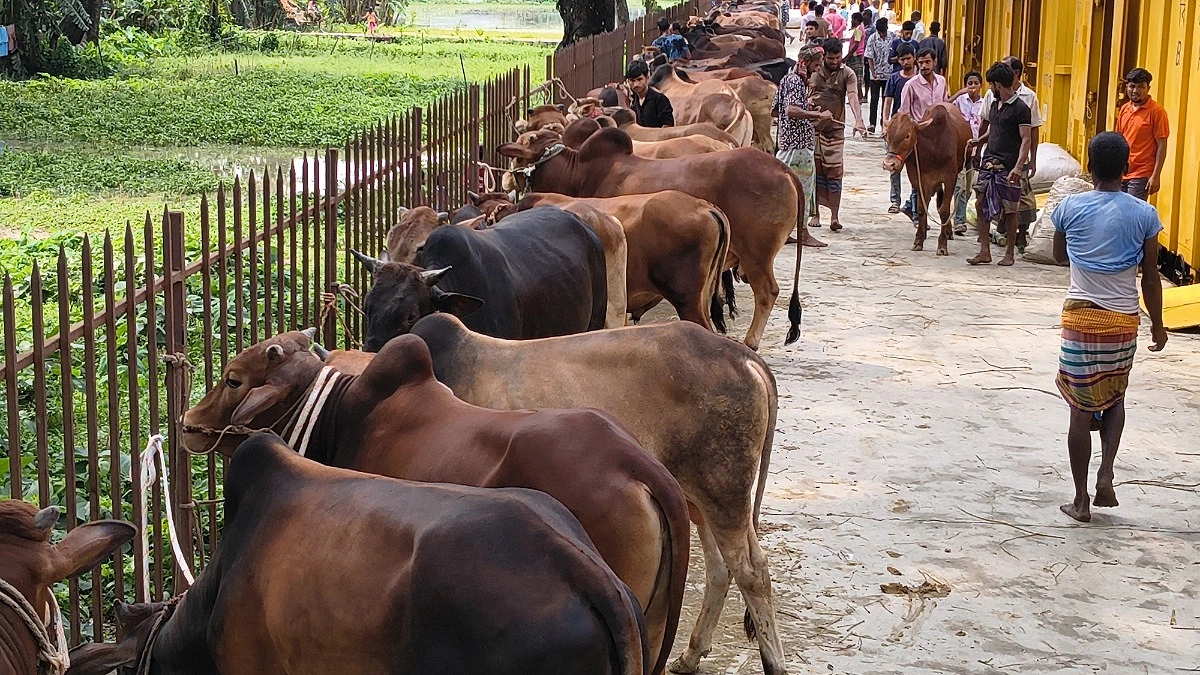 ৫০০ টাকায় ক্যাটল ট্রেনে ঢাকায় যাবে গরু