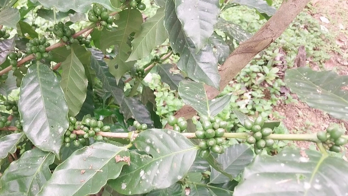পাহাড়ের বাতাসে এখন কফির সুবাস