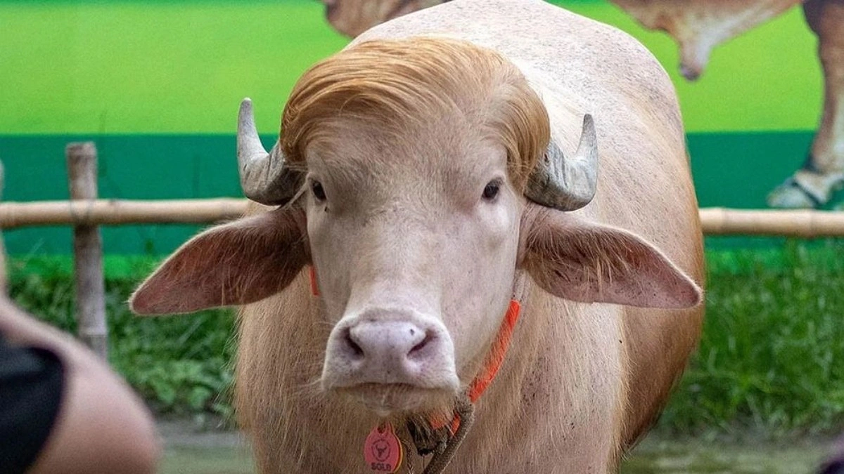 ‘ট্রাম্পের সঙ্গে তুলনা করায় ক্ষুব্ধ বাংলাদেশের মহিষ’