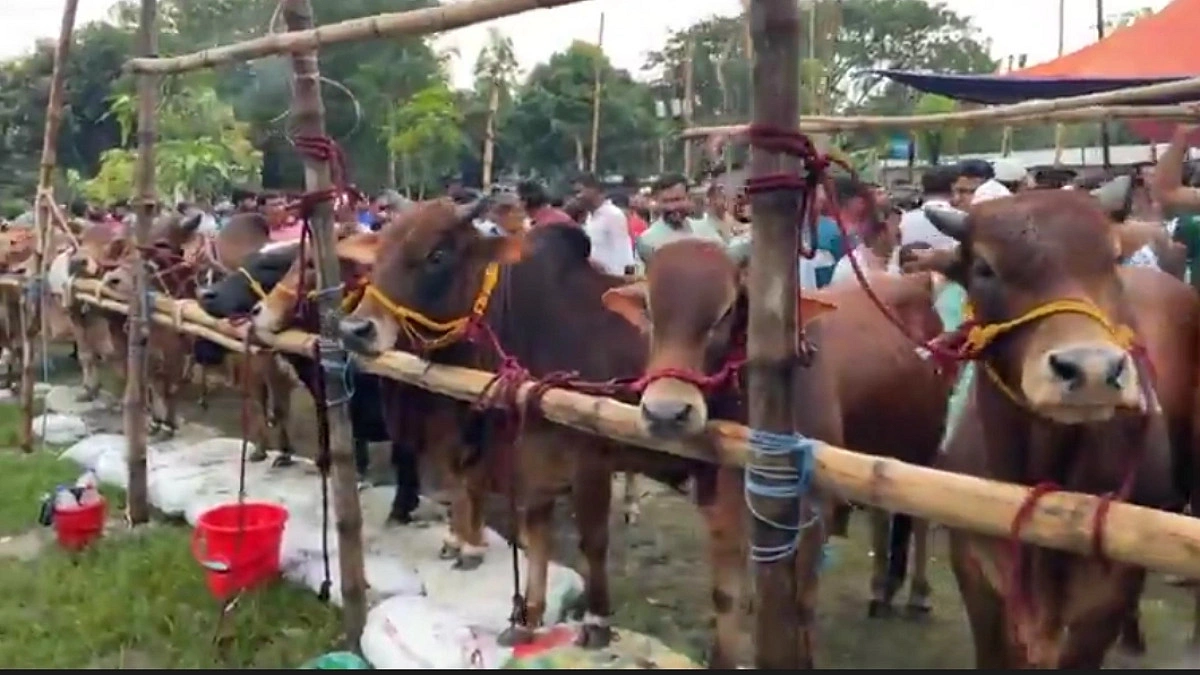 গজারিয়ায় কোরবানির পশু উদ্বৃত্ত, ন্যায্য দাম নিয়ে শঙ্কায় খামারিরা
