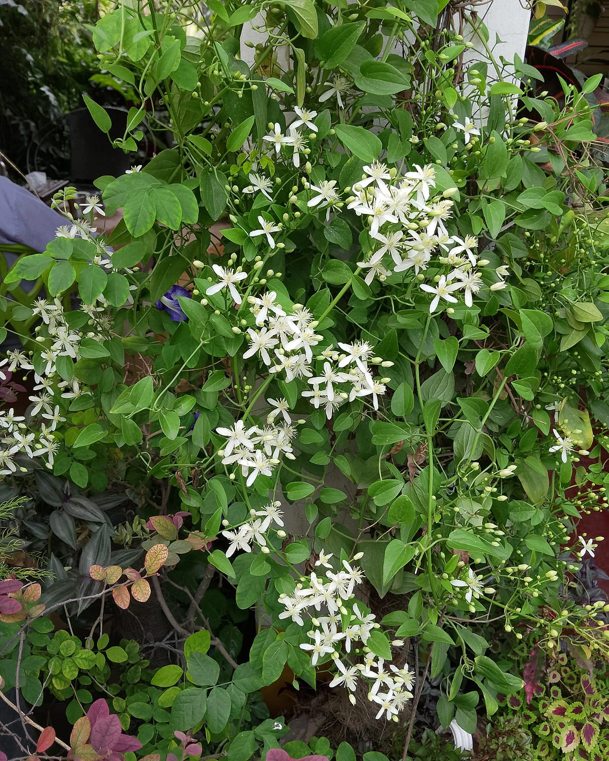 ছাদ বাগানে ফুটে আছে অ্যারোমেটিক জুঁই