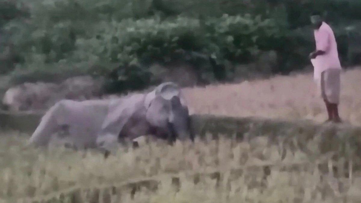 মা হাতির মৃত্যু, পাশে শাবকের করুণ ডাক