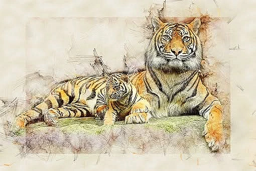 হাতে আঁকা চিত্রে মা বাঘ ও তার শাবক। ছবি: সংগৃহীত
