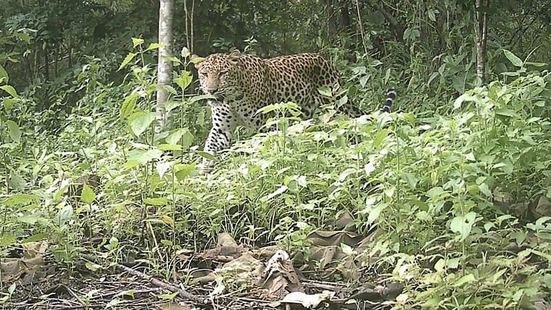 ছবি: ক্রিয়েটিভ কনজারভেশন আলায়েন্স এর ক্যামেরা ট্র্যাপ