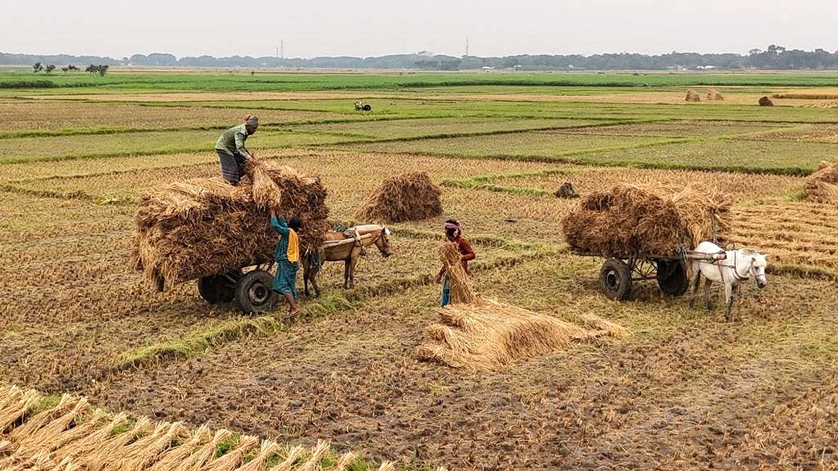 ধানের আঁটি ঘোড়ার গাড়িতে তুলছেন কৃষকেরা