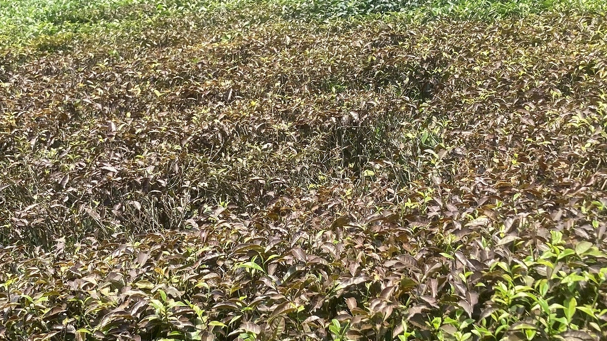 লাল মাকড়শা ও লোডশেডিংয়ে সংকটে মাধবপুরের চা শিল্প