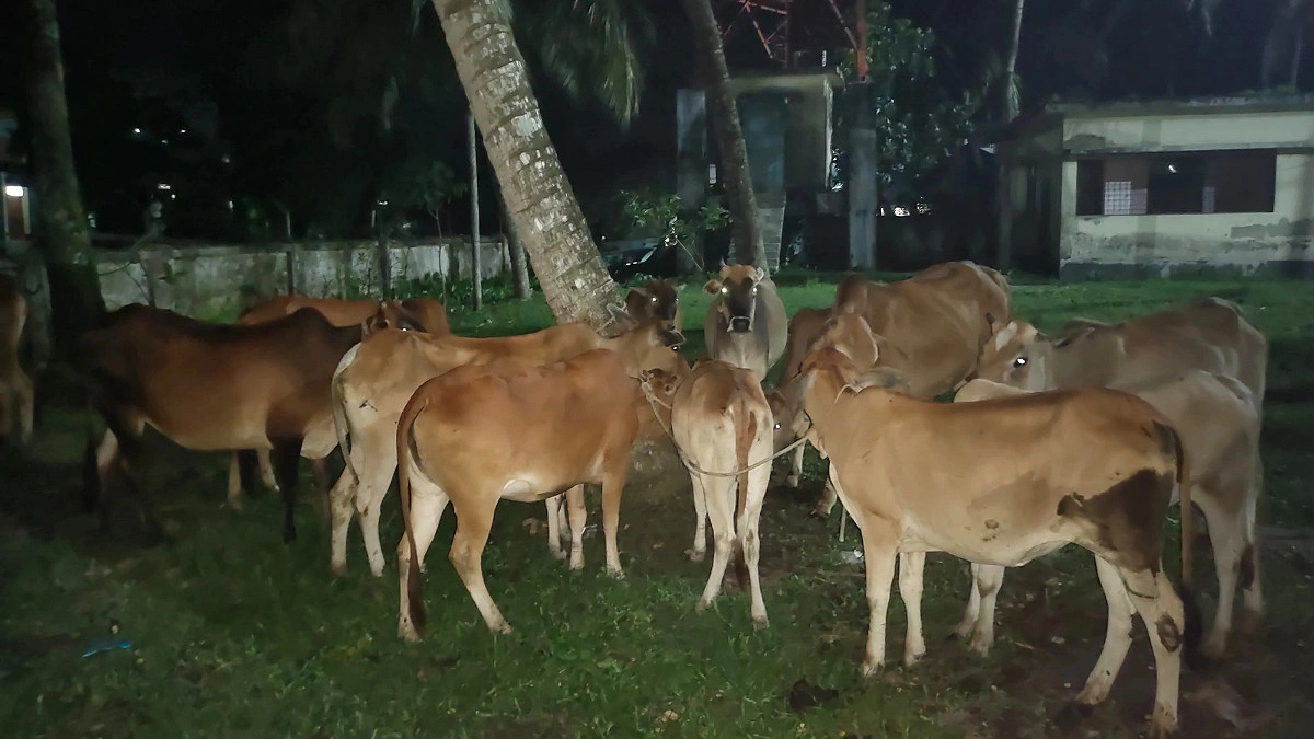 মেহেন্দিগঞ্জে ২৬ চোরাই গরু উদ্ধার, হেফাজতে নিয়ে বিপাকে পুলিশ