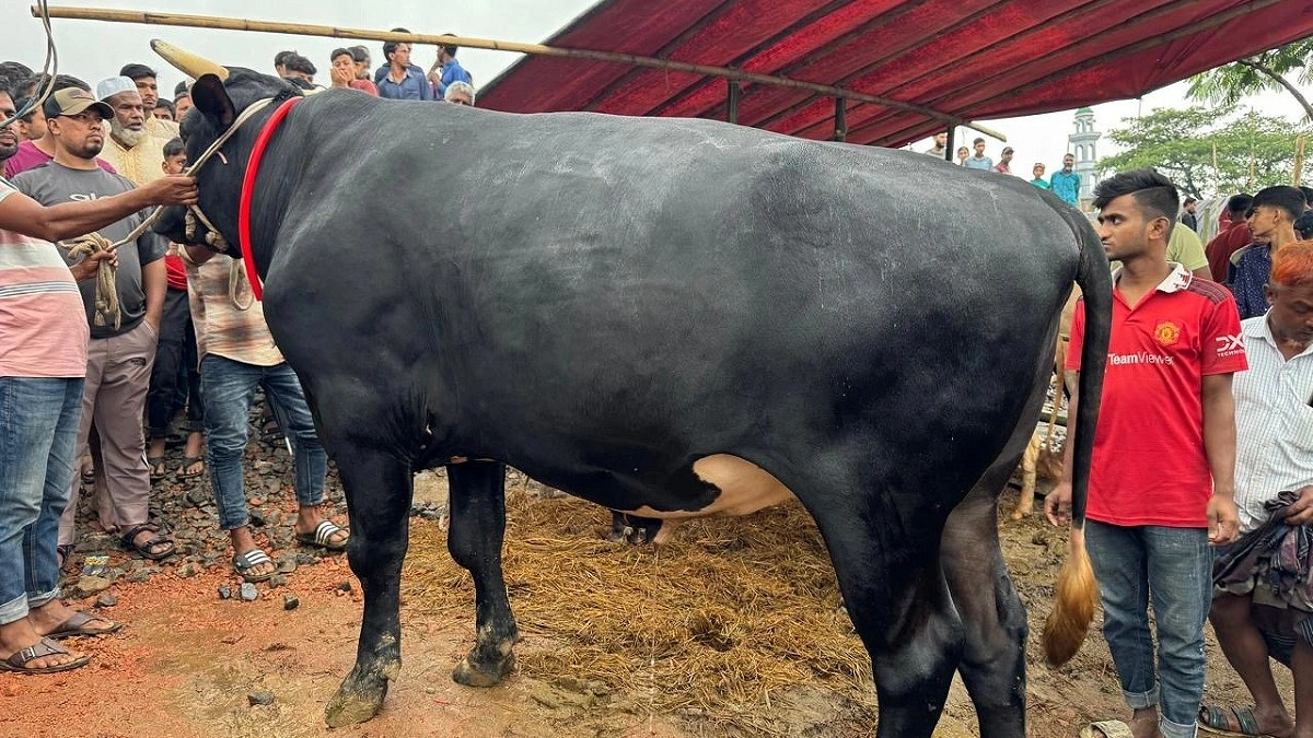 কোরবানির হাট কাঁপাচ্ছে ‘নাসীরউদ্দীন পাটোয়ারী’