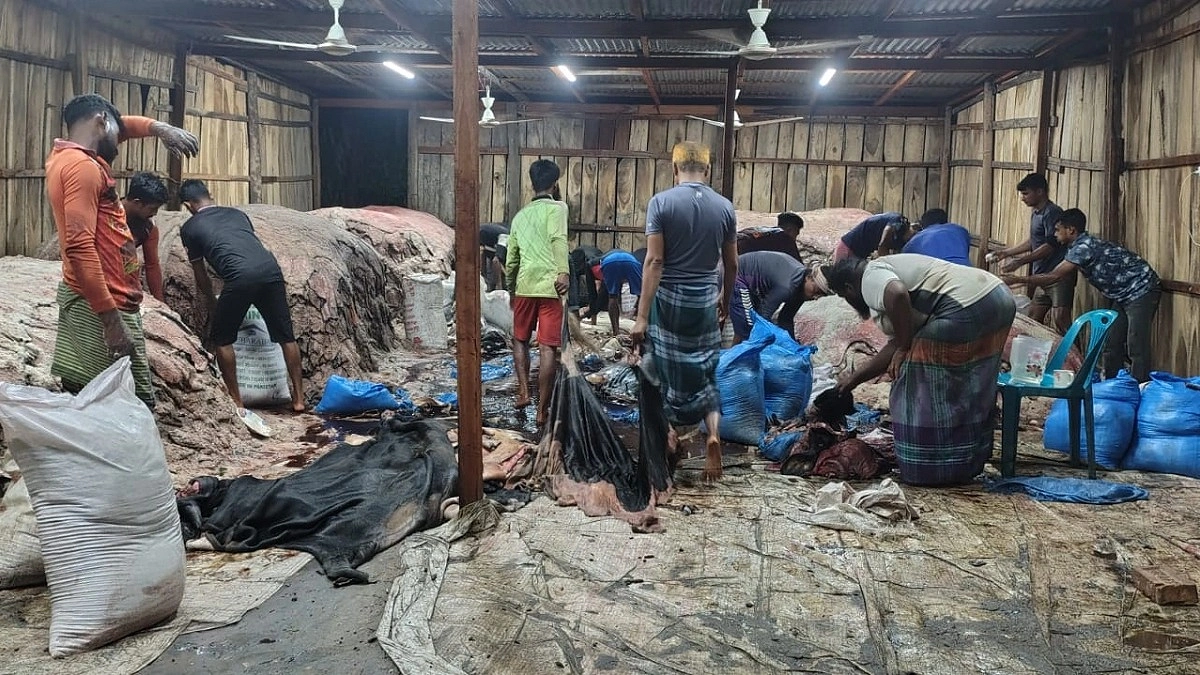 শিবচরে দাম কম চামড়ার, লোকসানের শঙ্কা