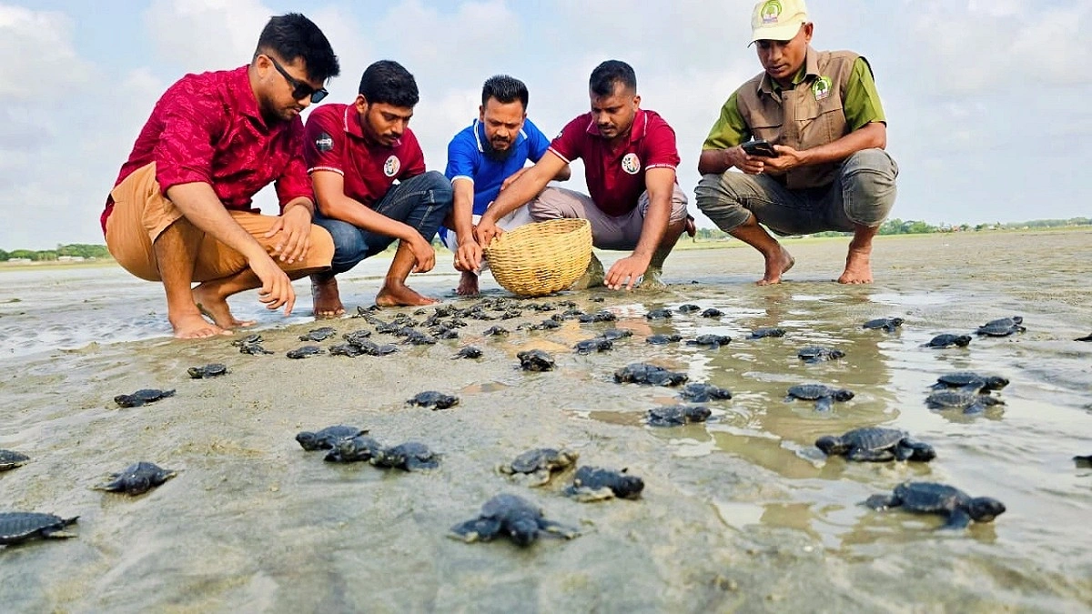 পরিত্যক্ত দোকানের নিচ থেকে ১৬৩ কচ্ছপছানা উদ্ধার, সাগরে অবমুক্ত