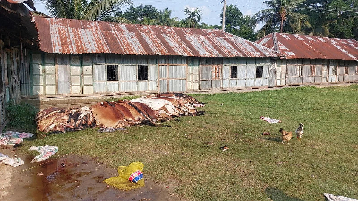 বিক্রি না হওয়ায় দেড় শতাধিক চামড়া মাটিতে পুঁতে ফেলল মাদরাসা কর্তৃপক্ষ