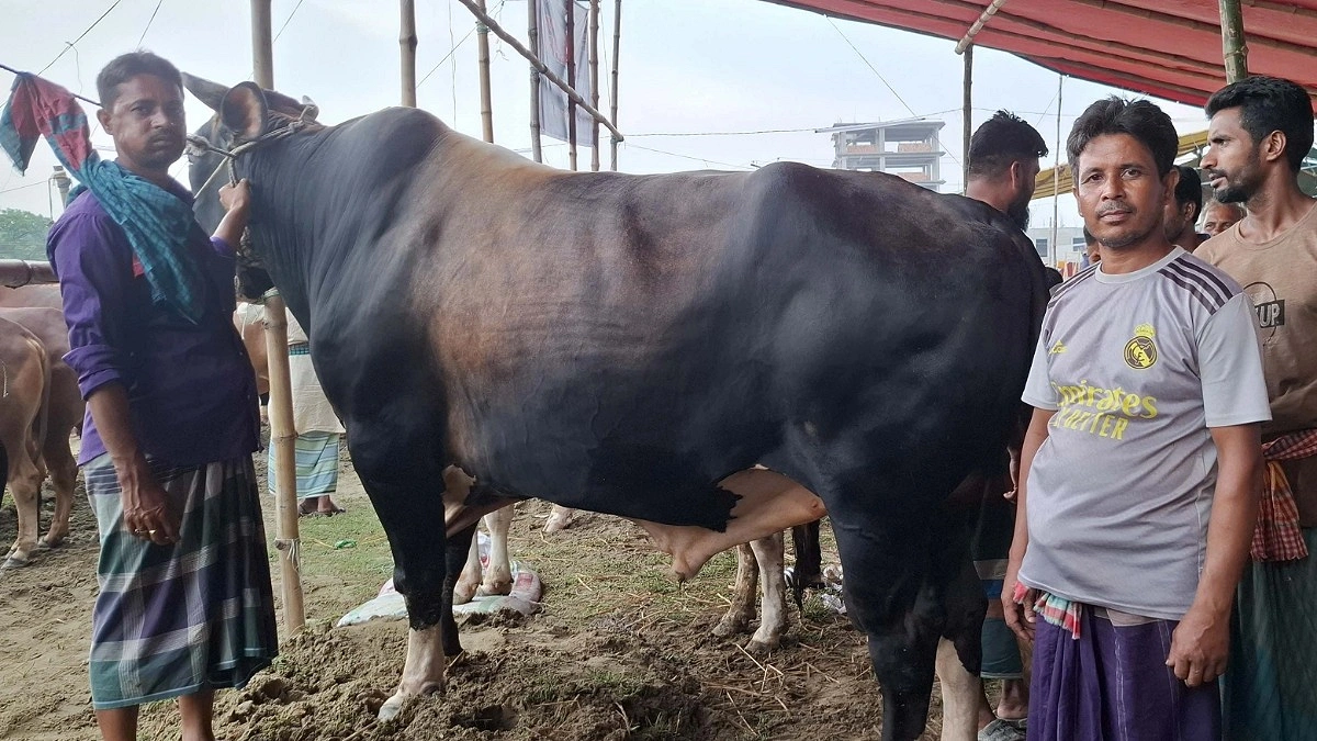 আড়াইহাজারে আলোচনায় ‘লাল বাদশা’
