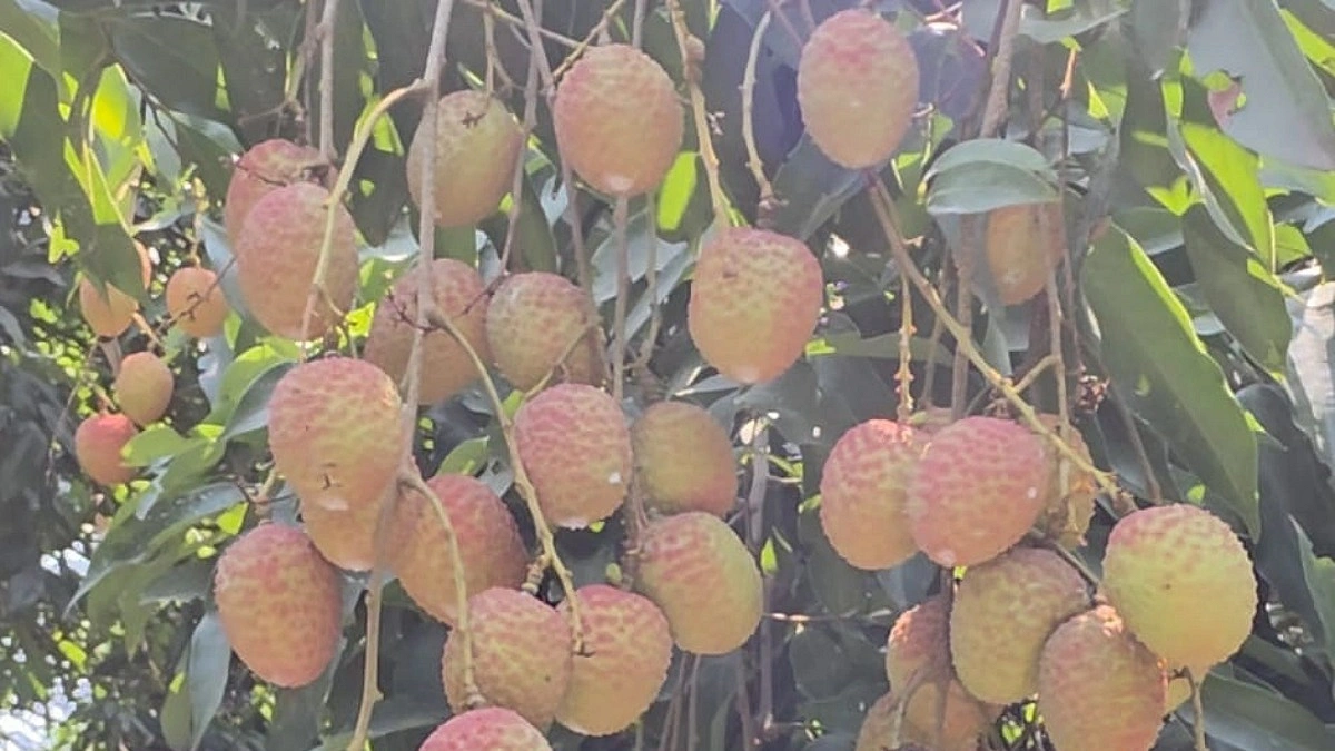 অনুকূল আবহাওয়ায় রাজশাহীতে ৫৬ কোটি টাকার লিচু বাণিজ্যের আশা