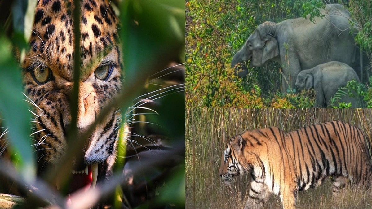 আমাদের দুর্ভাগা বাঘ, হাতি আর চিতা বাঘের গল্প