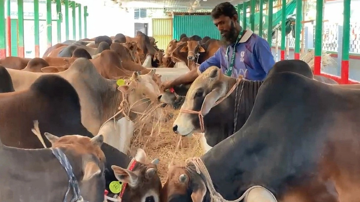 ৬ লাখ কোরবানির পশু প্রস্তুত, দাম নিয়ে অনিশ্চয়তা
