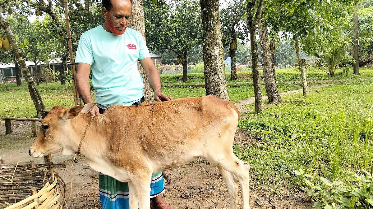 কাপাসিয়ায় লাম্পি স্কিন রোগের প্রকোপ, গরুর মৃত্যুতে দিশেহারা কৃষক