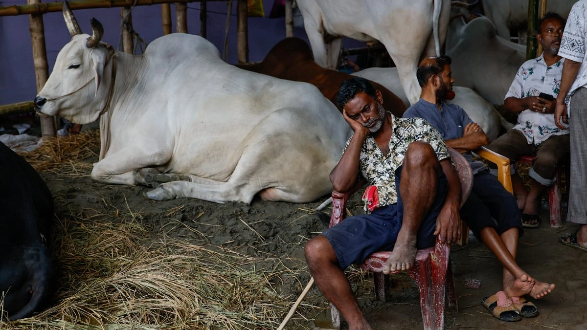 গাবতলী হাটে সারি সারি গরু, ক্রেতার অপেক্ষায় ব্যবসায়ীরা।