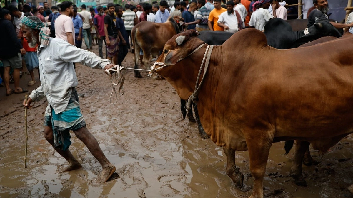 বড় গরুর তুলনায় মাঝারি আকারের গরুর চাহিদাই বেশি