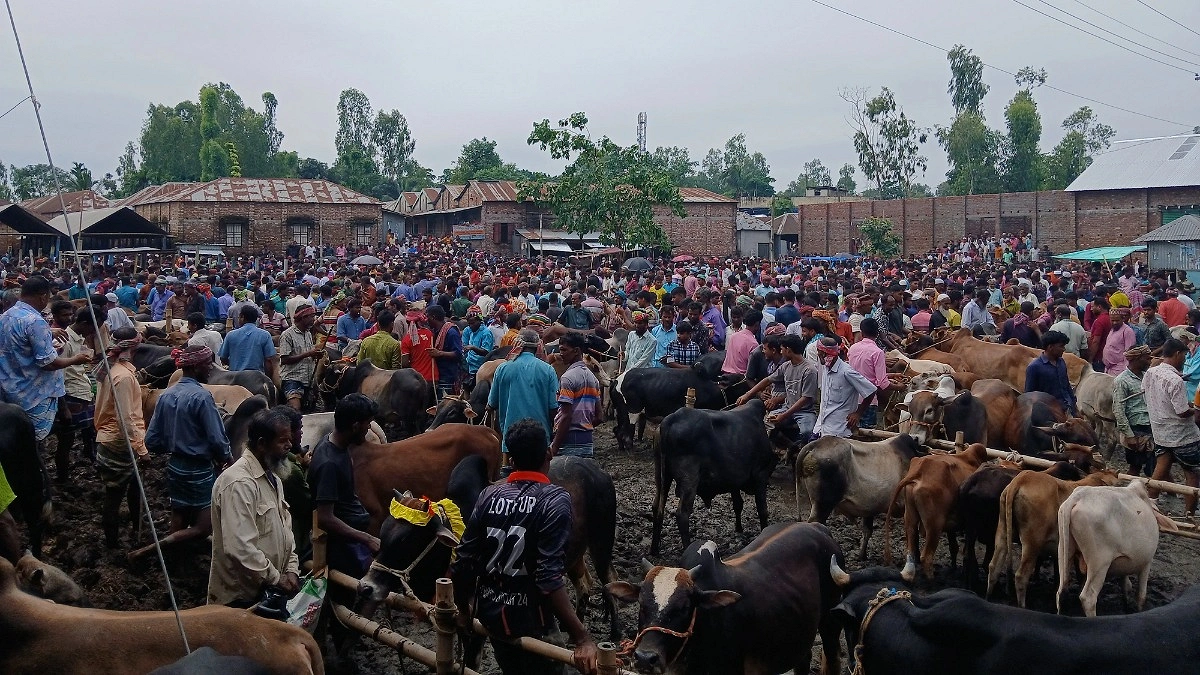 চোরাই পথে আসছে না গরু, সীমান্তহাটগুলোতে ‘স্বস্তির ছায়া’