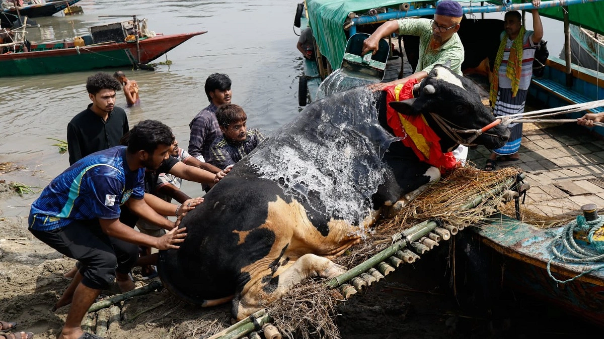 শেষ দিনের হাটে গরু আসছে, চলছে দরদাম