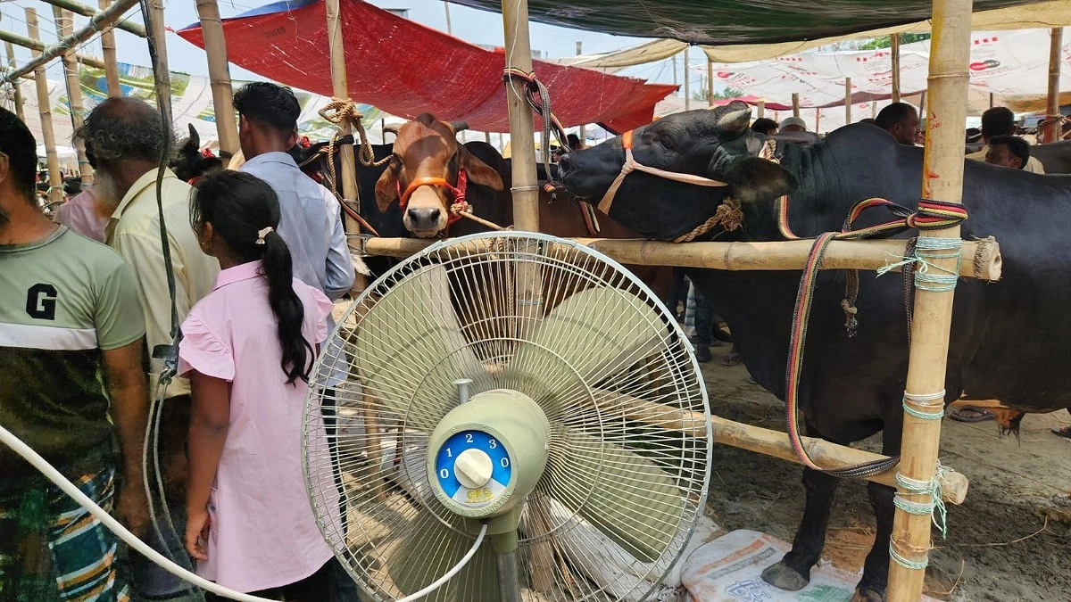 গরমে হাঁসফাঁস মাদারীপুরের পশুর হাটে, পাখা হাতে পশুর পাশে বিক্রেতারা