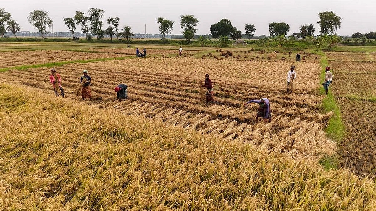 ক্ষেতের পাকা ধান কাটছেন কৃষকেরা