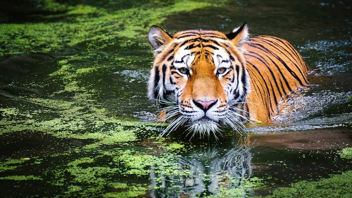 এলাকার দখল নিয়ে লড়াই, এক বাঘের হাতে প্রাণ গেল অন্য বাঘের