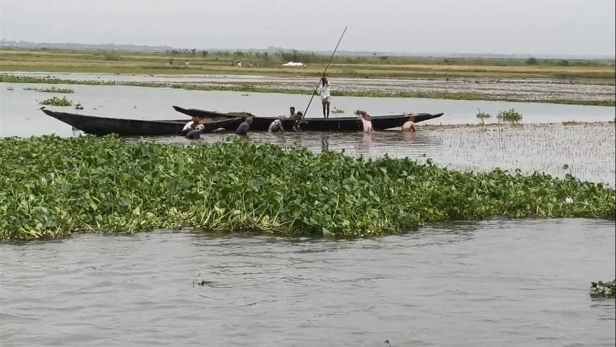 নাসিরনগরে উজান ও অতিবৃষ্টিতে তলিয়েছে হাওরের ধান, বাড়ছে দুশ্চিন্তা