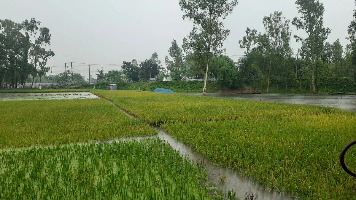 কুড়িগ্রামে ২৪ ঘণ্টায় ১৮৪ মিলিমিটার বৃষ্টি