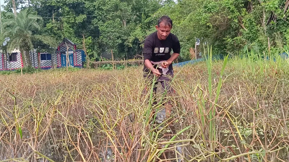 বোরোর পর সবজিতেও ভয়াবহ ক্ষতি, নষ্ট হয়েছে ১৪১ হেক্টর জমি