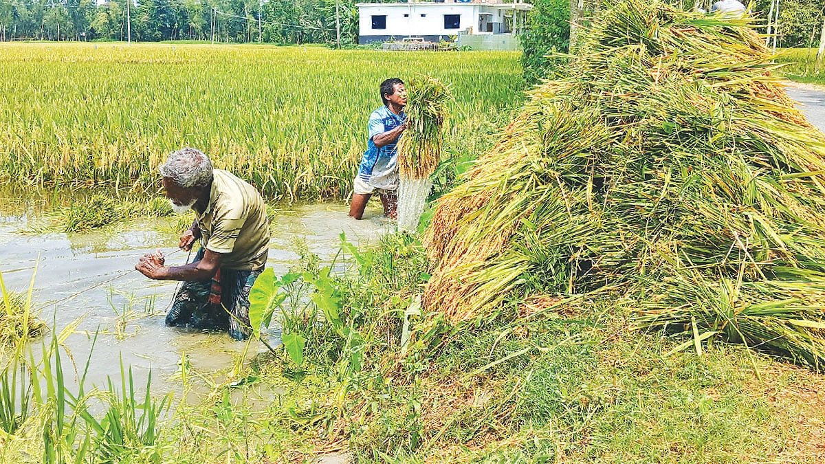 বৃষ্টিতে ফিকে কৃষকের ঈদ