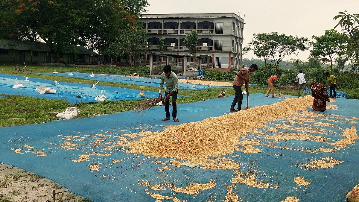 ভুট্টা নিয়ে দিশাহারা দিনাজপুরের চাষিরা