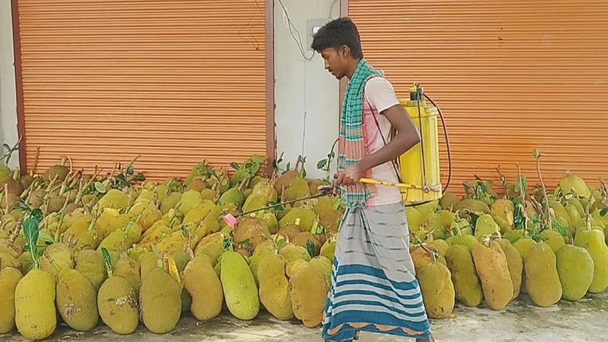 মেহেরপুরে অপরিপক্ক কাঁঠাল পাকছে বিষে