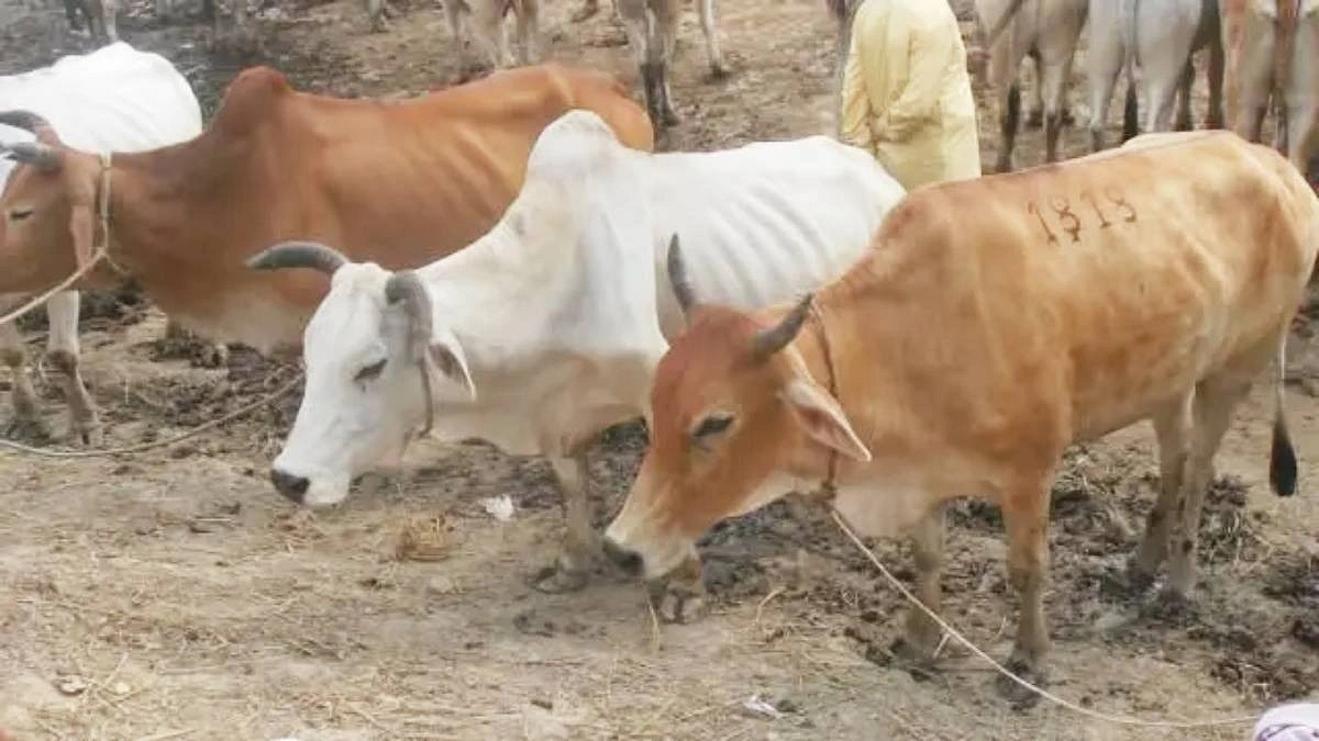 সিলেট থেকে ছিনতাই হওয়া কোরবানির তিন গরু ঢাকায় উদ্ধার